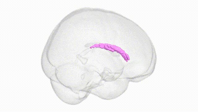 Full Brain White