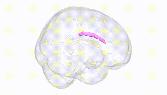 Full Brain White