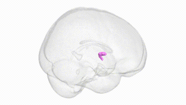Full Brain White