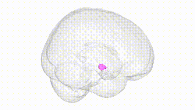 Full Brain White