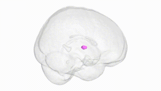 Full Brain White