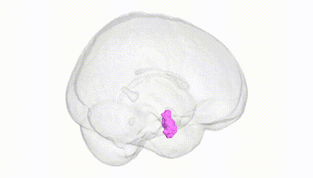 Full Brain White