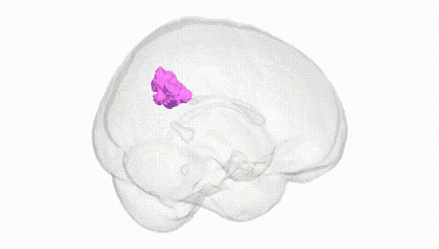 Full Brain White