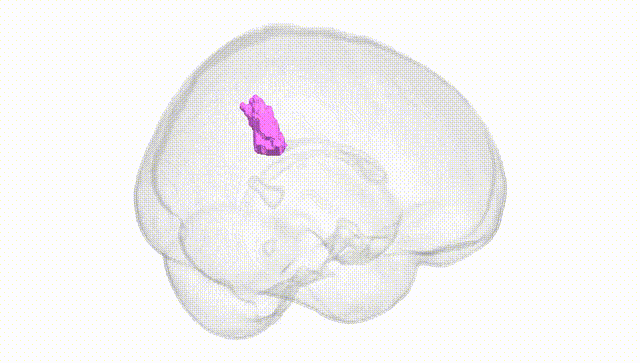 Full Brain White