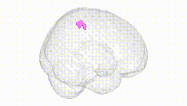 Full Brain White