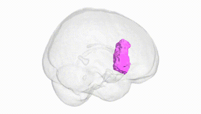 Full Brain White