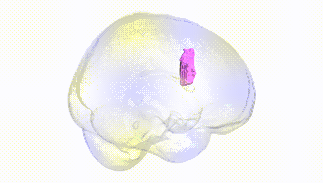 Full Brain White