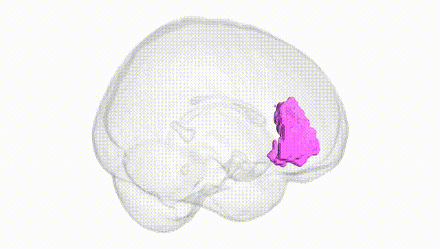 Full Brain White
