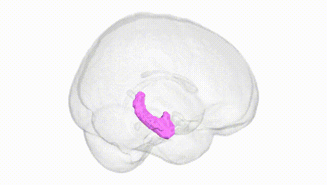 Full Brain White
