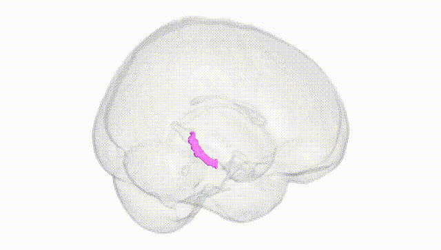 Full Brain White