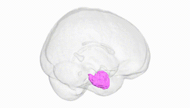Full Brain White