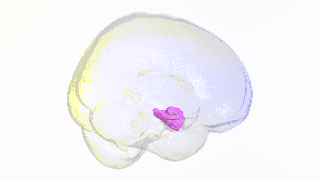 Full Brain White
