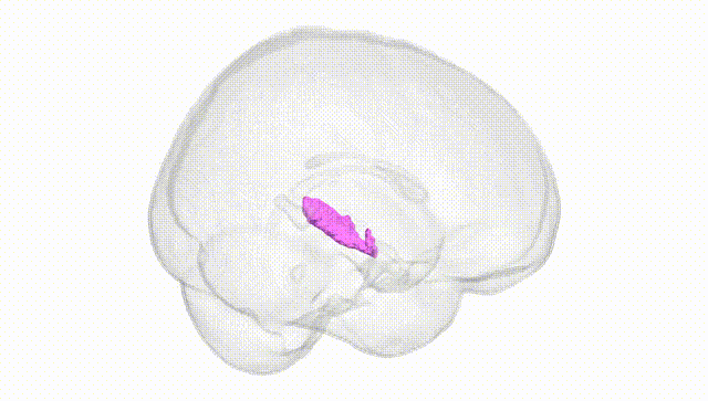 Full Brain White