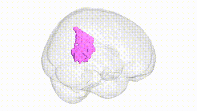Full Brain White