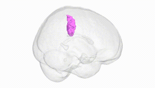 Full Brain White