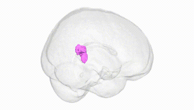 Full Brain White