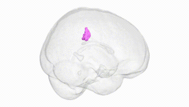 Full Brain White