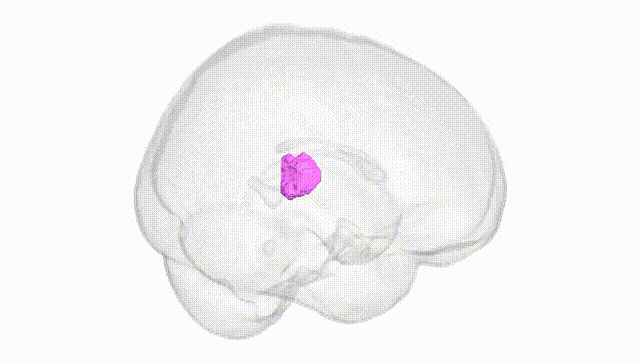 Full Brain White