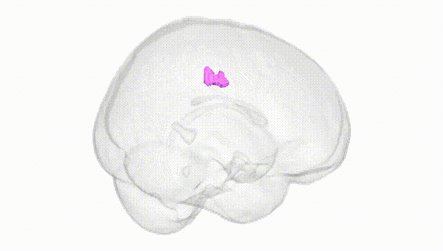 Full Brain White