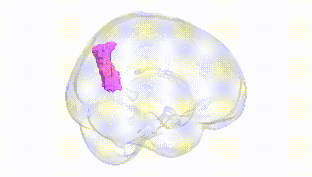 Full Brain White