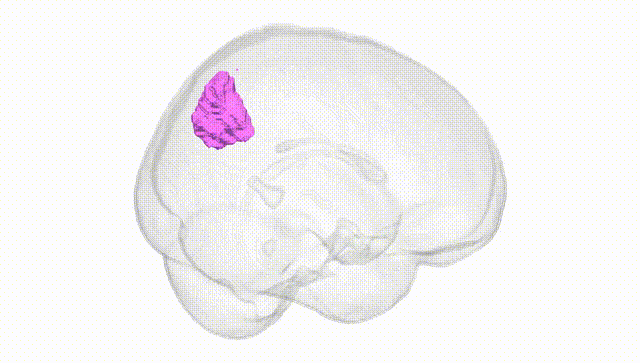 Full Brain White