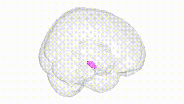 Full Brain White