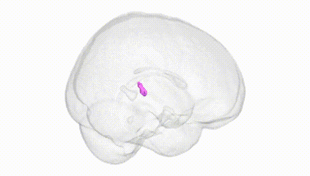 Full Brain White