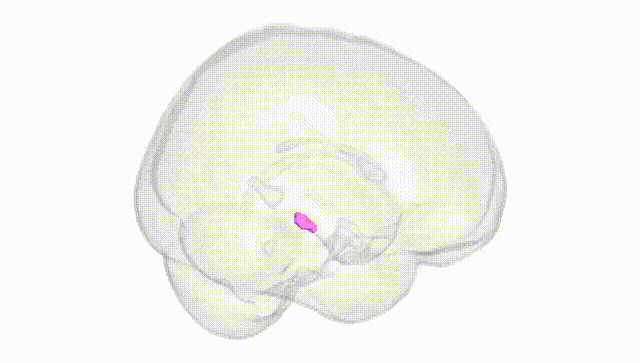 Full Brain White