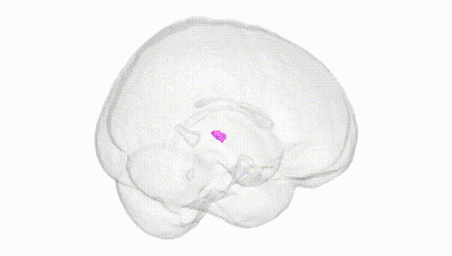 Full Brain White