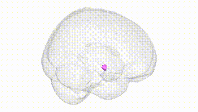 Full Brain White