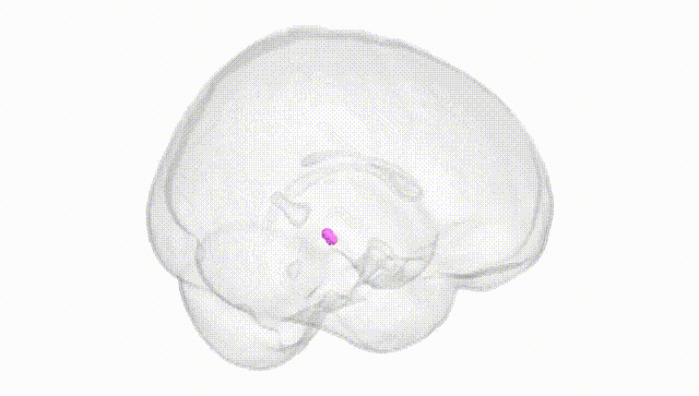 Full Brain White