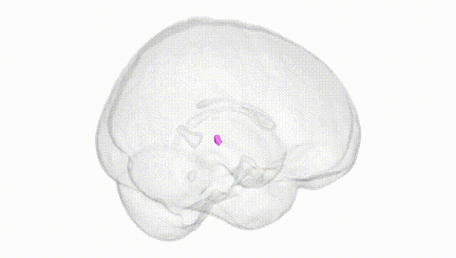Full Brain White