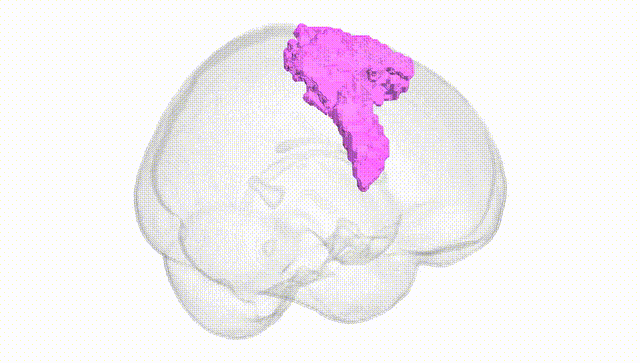 Full Brain White
