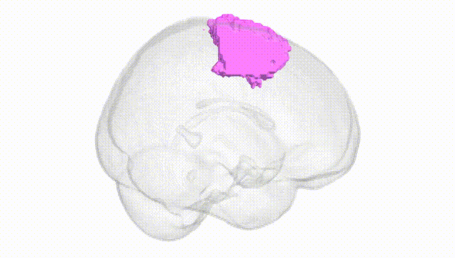 Full Brain White