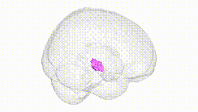 Full Brain White