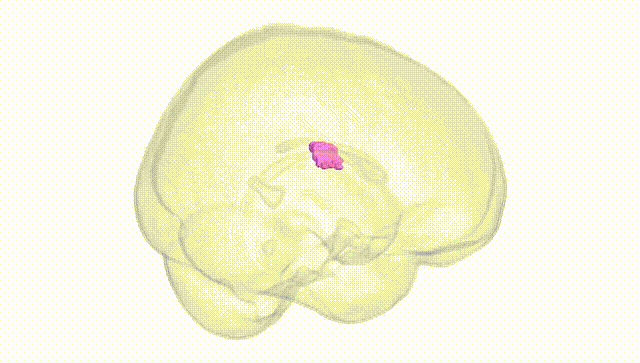 Full Brain White
