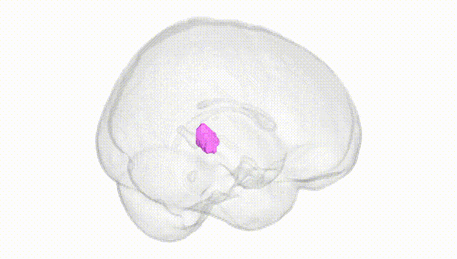 Full Brain White