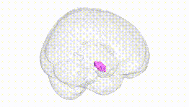 Full Brain White