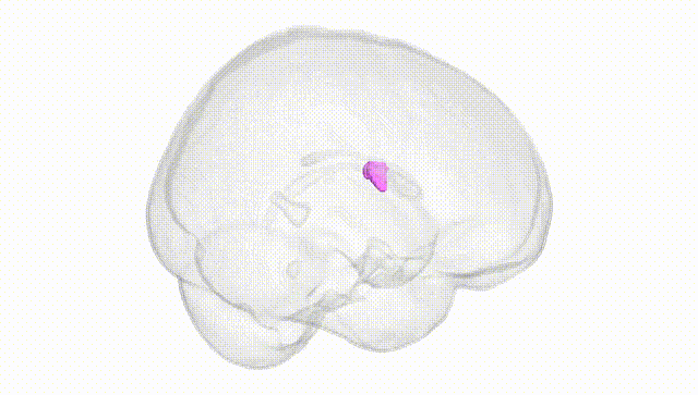 Full Brain White