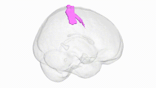 Full Brain White