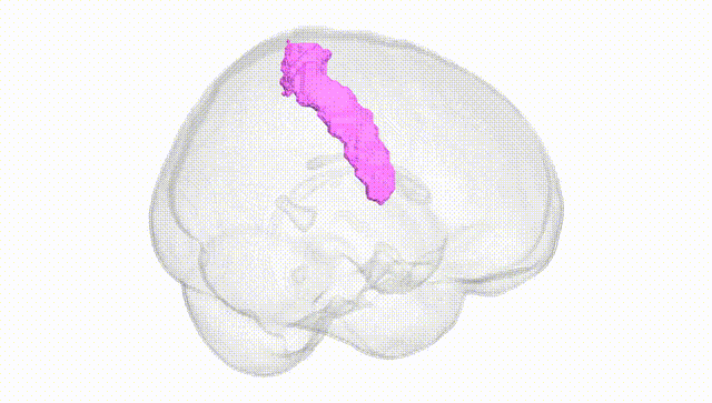 Full Brain White