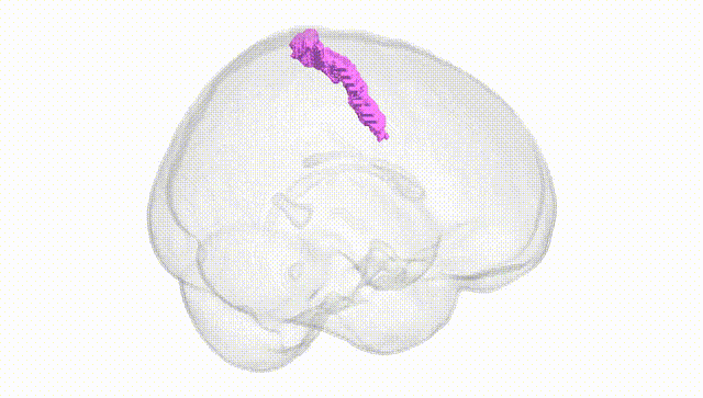 Full Brain White