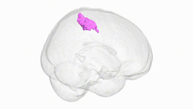 Full Brain White