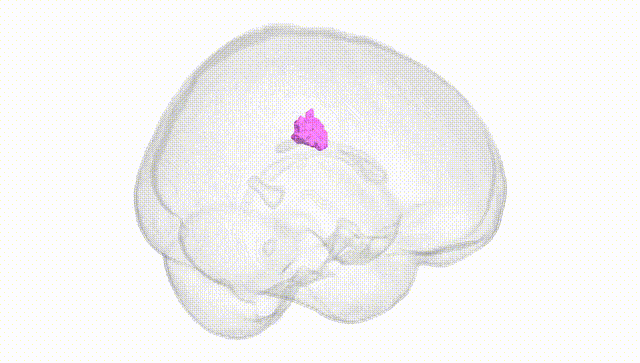 Full Brain White