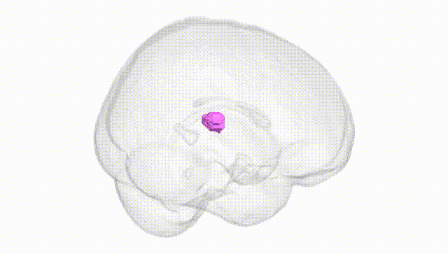 Full Brain White