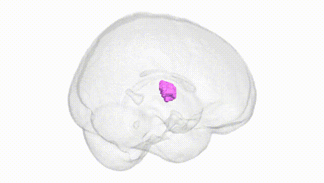 Full Brain White