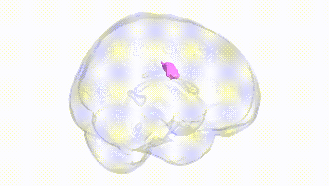 Full Brain White