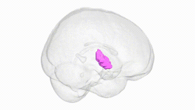 Full Brain White