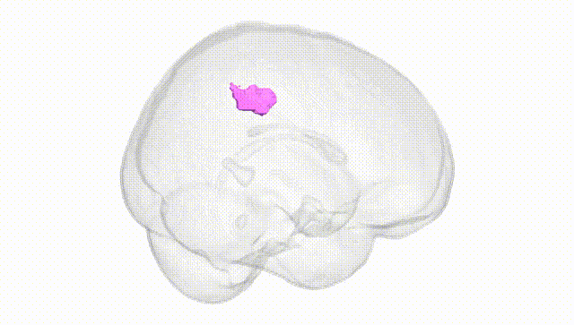Full Brain White
