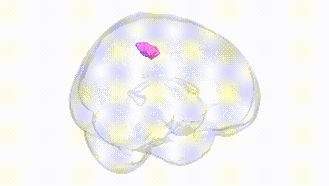 Full Brain White